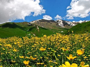 Բուսականությունը և կենդանիները